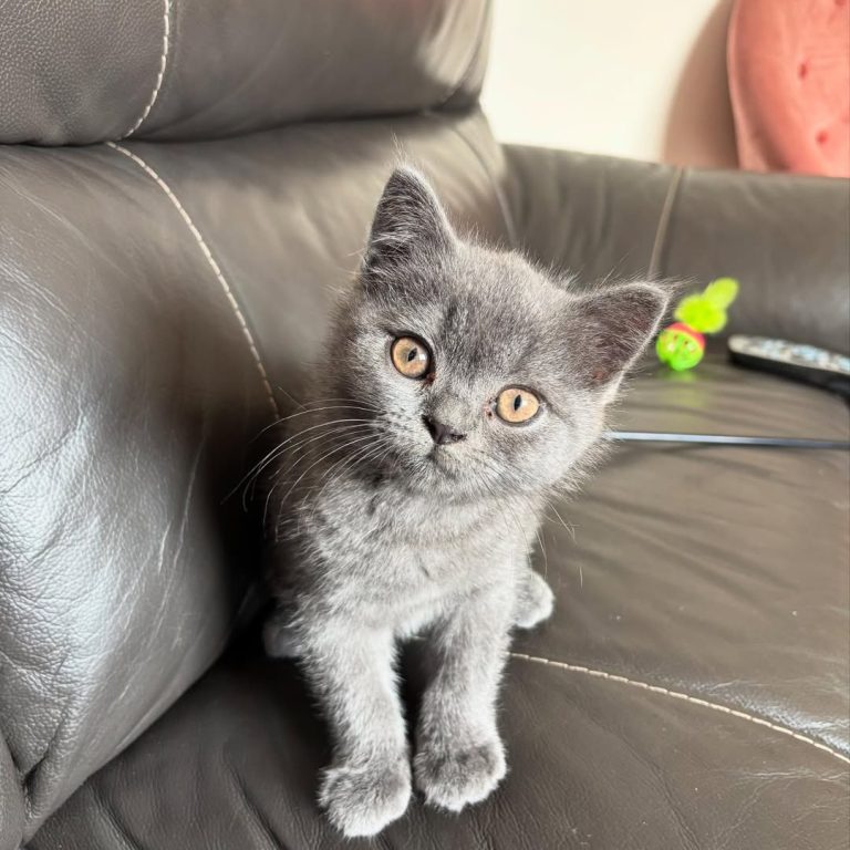 Hunter