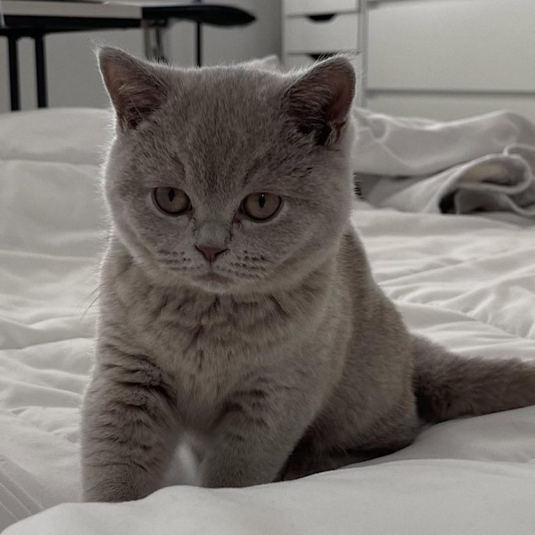 Miso