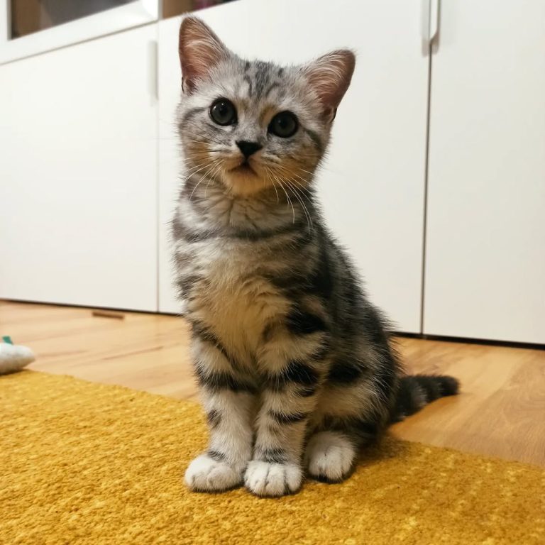 Zora