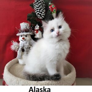 ragdoll cats for sale | the number 1 premium, healthy guaranteed kittens from elite | breed | cattery