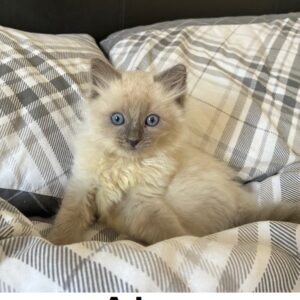 Ragdoll kittens for sale near me | the number 1 premium, healthy guaranteed kittens from elite | breed | cattery (copy)
