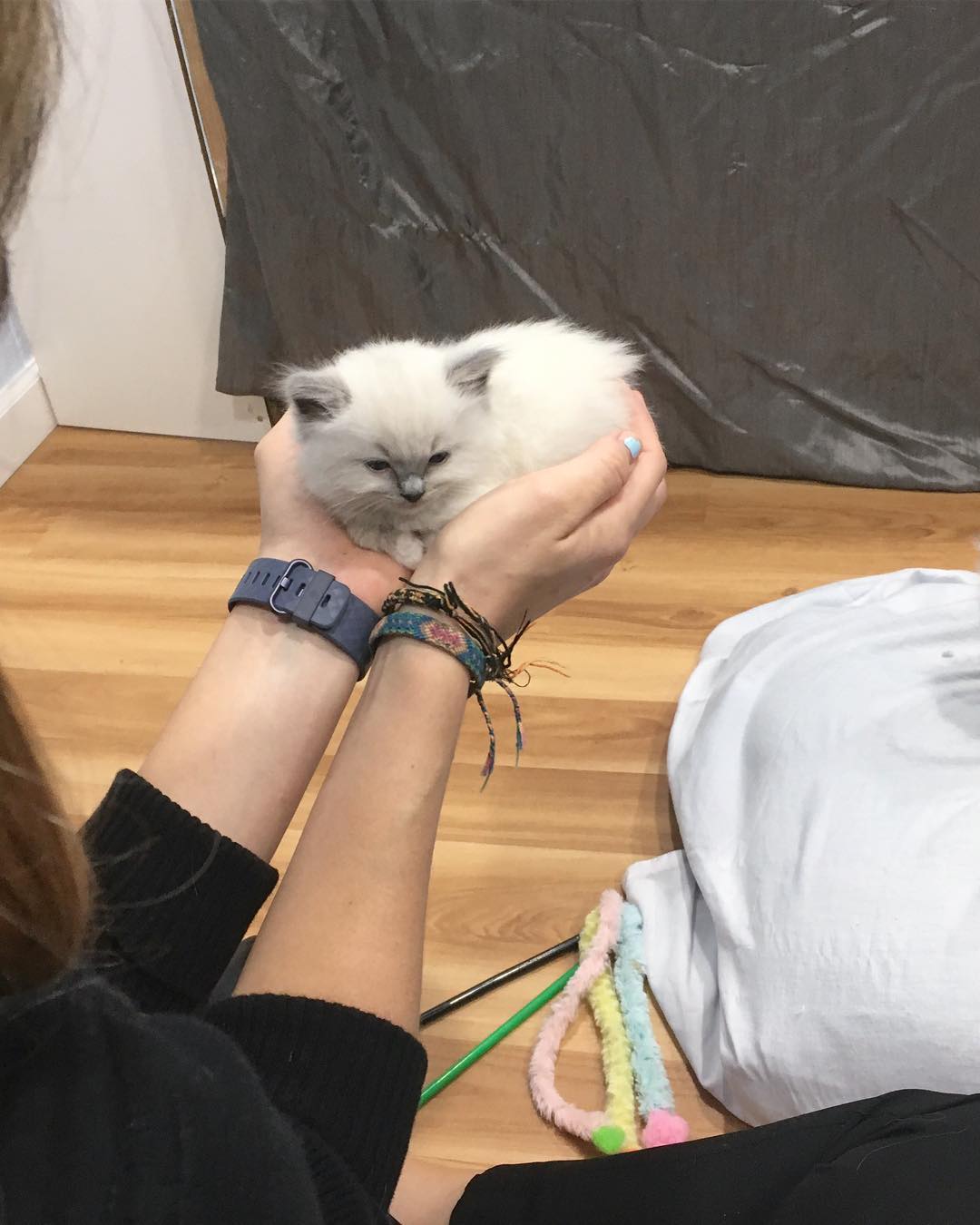 For a close-up of a kitten: introducing the ultimate seo platform exclusively for ragdoll breeders