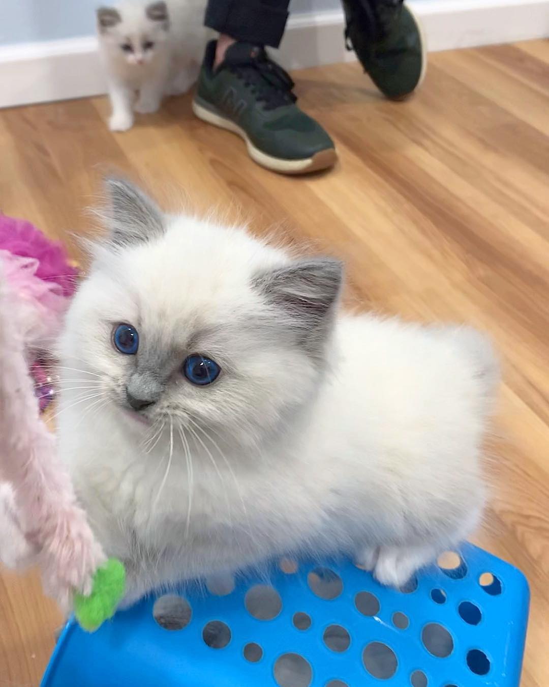 For a breeder with cats: Ethical Ragdoll breeders interacting with their loving, home-raised cats.