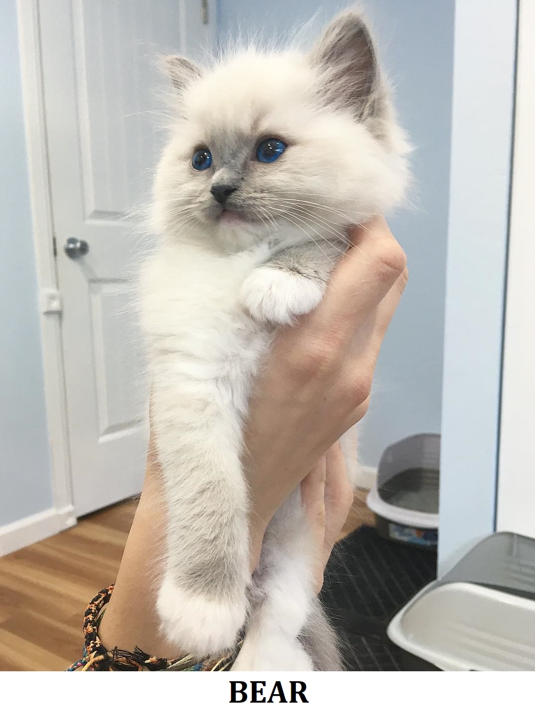 For a group of ragdoll breeders: Fluffy Ragdoll Breeders from a responsible breeders playing together.