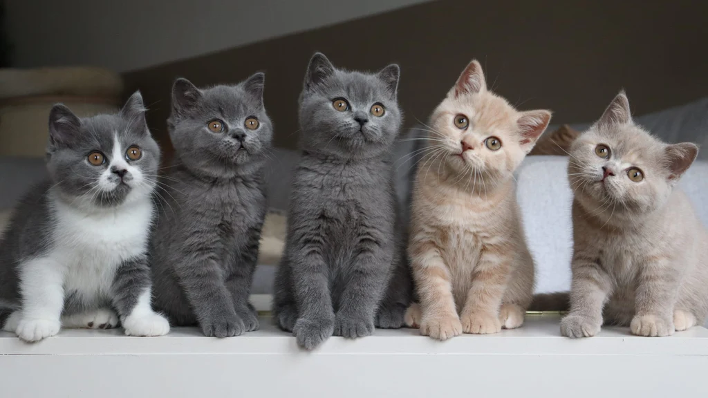 A beautiful purebred British Shorthair kittens for sale, showcasing brilliant blue eyes and a soft color point coat.
