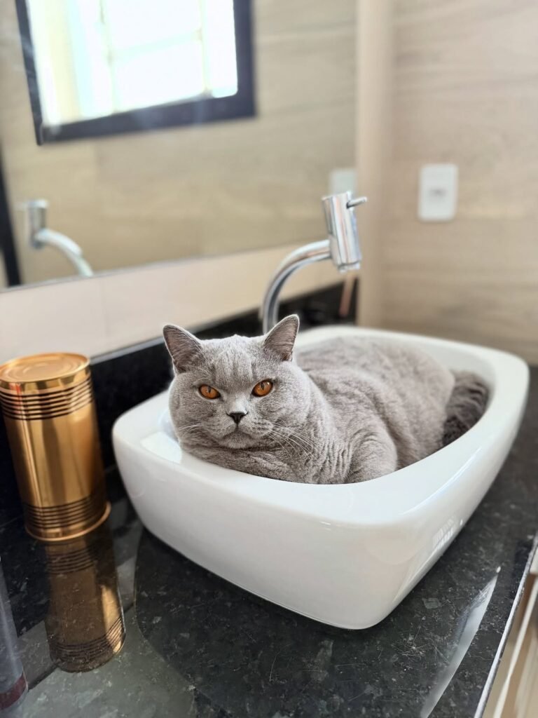 British Shorthair Cats for Sale – Healthy, Adorable Kittens Ready for Loving Homes British Shorthair cats for sale – playful British Shorthair kitten raised in a loving home