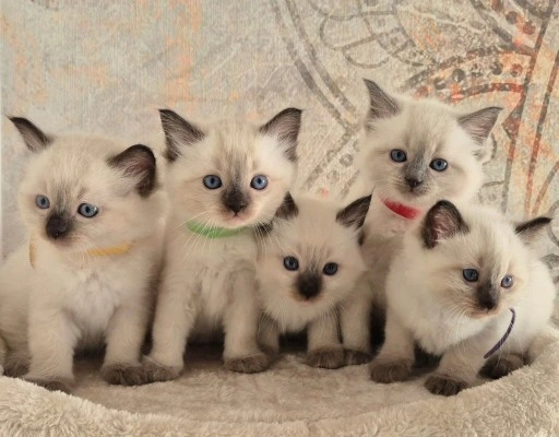 A beautiful purebred Ragdoll kitten for sale, showcasing brilliant blue eyes and a soft colorpoint coat.