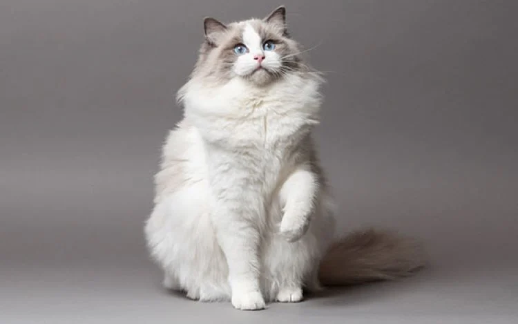 A beautiful purebred British Shorthair kittens for sale, showcasing brilliant blue eyes and a soft color point coat.