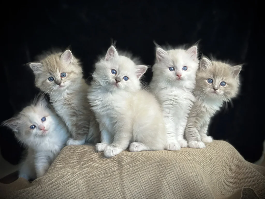 A beautiful purebred British Shorthair kittens for sale, showcasing brilliant blue eyes and a soft color point coat.