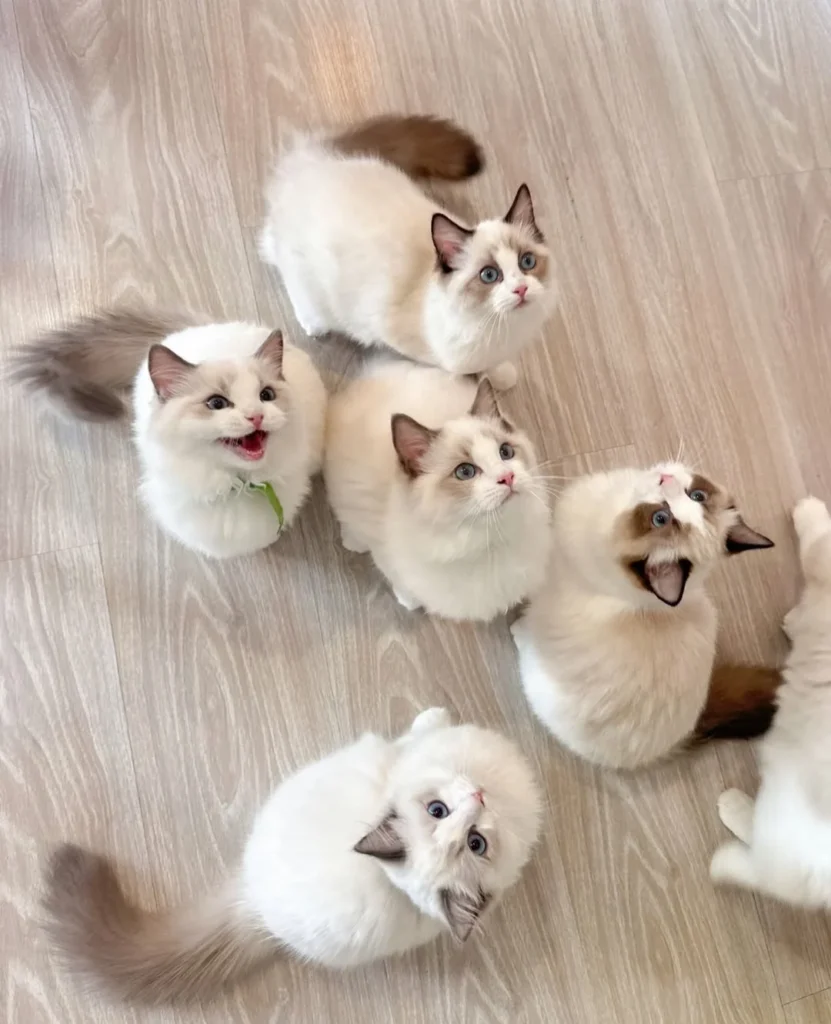 A beautiful purebred Ragdoll cats for sale, showcasing brilliant blue eyes and a soft color point coat.