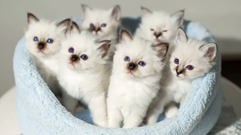 A beautiful purebred British Shorthair kittens for sale, showcasing brilliant blue eyes and a soft color point coat.