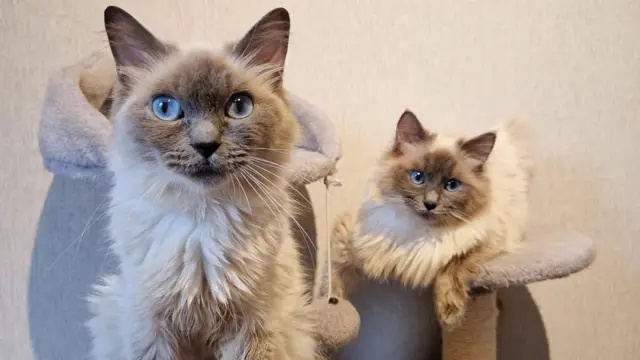 A beautiful purebred Ragdoll kitten for sale, showcasing brilliant blue eyes and a soft colorpoint coat.