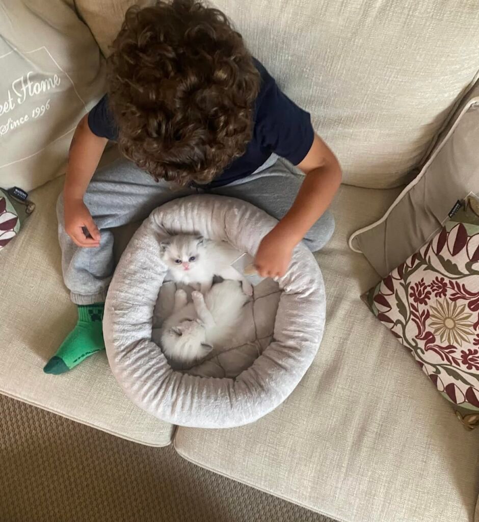 How Much Do Ragdoll Cats Cost? How much do Ragdoll cats cost – fluffy Ragdoll kitten with soft cream and white fur