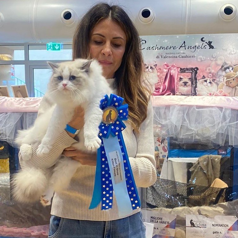 Ragdoll Kittens for Sale: Find Your Perfect Feline Companion find a lovely ragdoll kittens for sale at our home