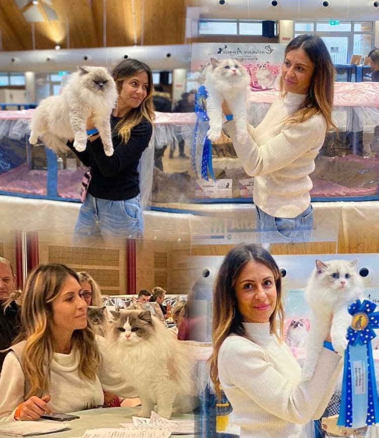 ragdoll kittens for sale the most perfection of ragdoll kittens for sale