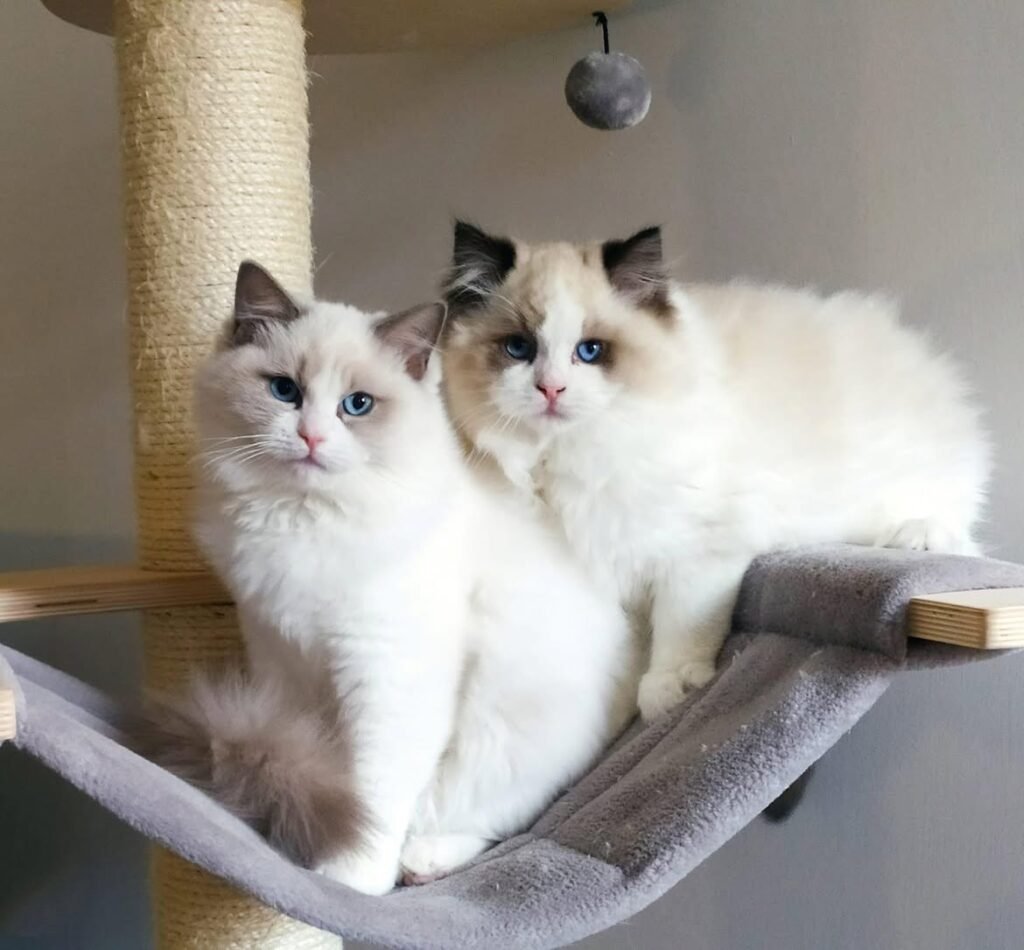 Ragdoll Kittens for Sale: Find Your Perfect Feline Companion ragdoll kittens for sale are made for more
