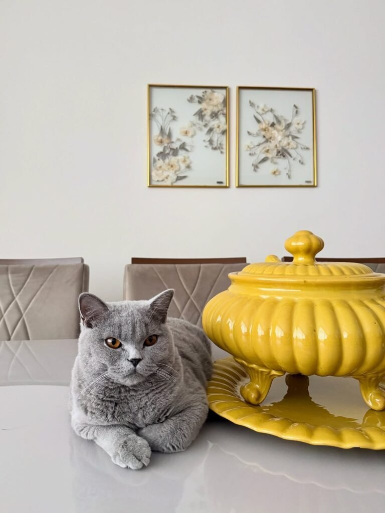 British Shorthair for sale – premium British Shorthair kitten available from a trusted breeder